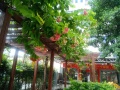 广州桃花源养老院图片